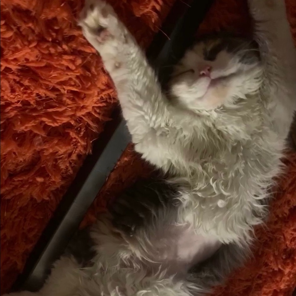 Meet your Posher, Dylan